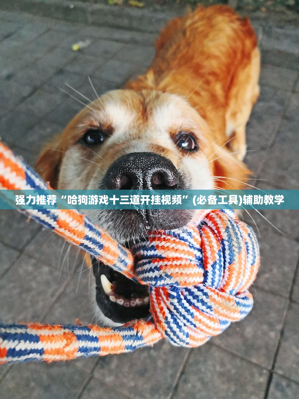 强力推荐“哈狗游戏十三道开挂视频”(必备工具)辅助教学