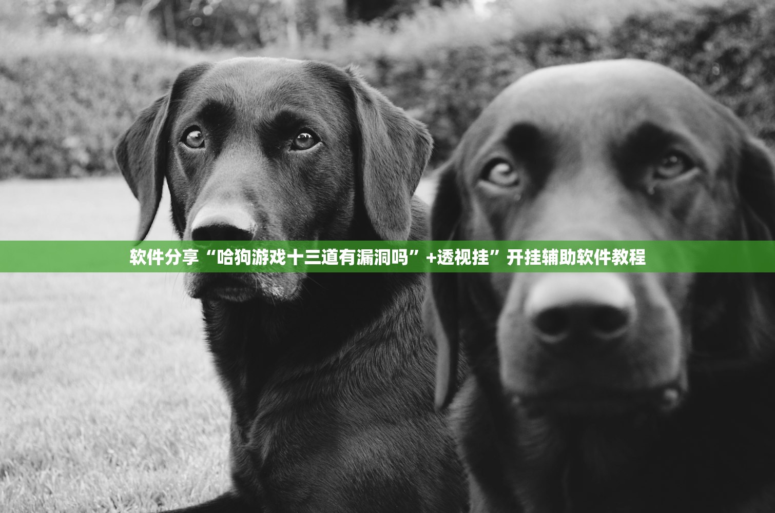 软件分享“哈狗游戏十三道有漏洞吗”+透视挂	”开挂辅助软件教程